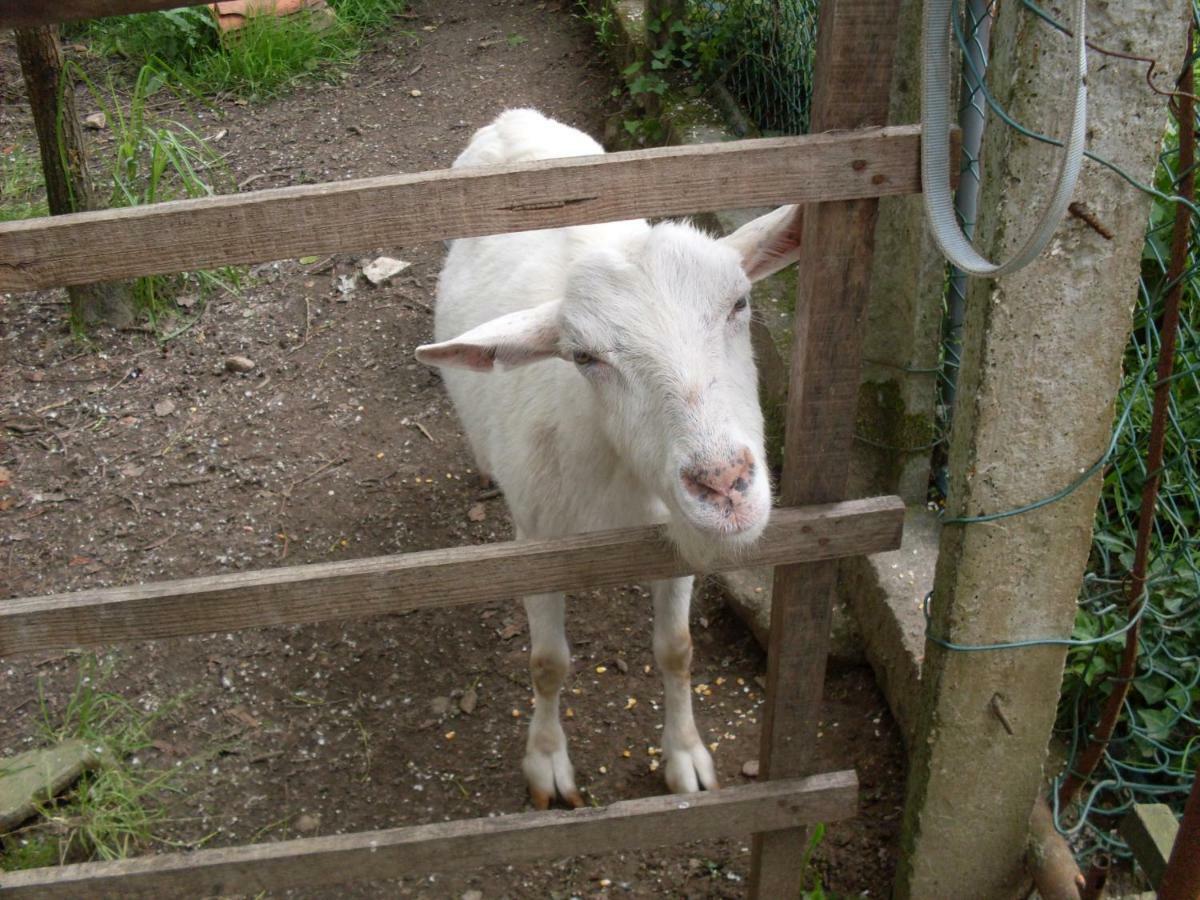 Casa Do Moinho Rural Campo E Praia , 9 Pessoas, Animais Benvindos Espinho  Luaran gambar